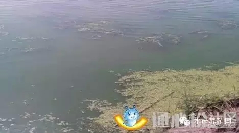 七八月份河蟹池塘爆發藍藻的處理方法詳解